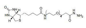 Biotina-PEG4-Hidrazida